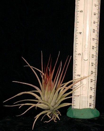 Tillandsia * KOLBII * small air plants  